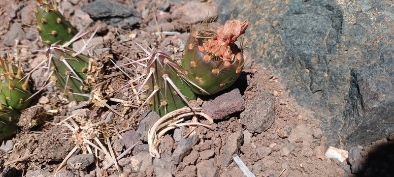 Maihueniopsis leoncito