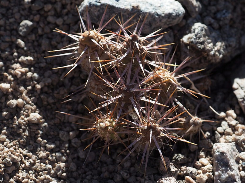 Maihueniopsis leoncito photo 2