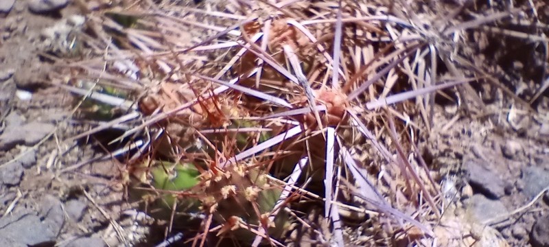 Maihueniopsis leoncito photo 3