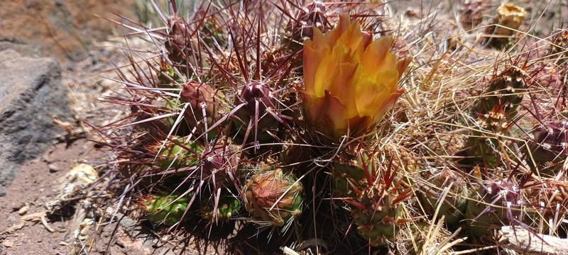 Maihueniopsis leoncito photo 5