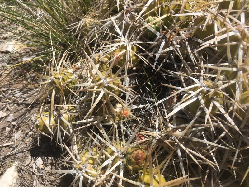 Maihueniopsis platyacantha