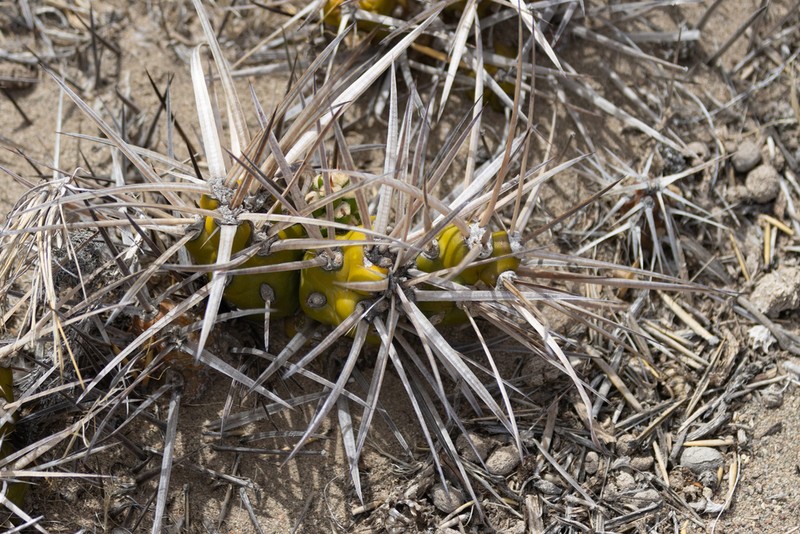 Maihueniopsis platyacantha photo 2