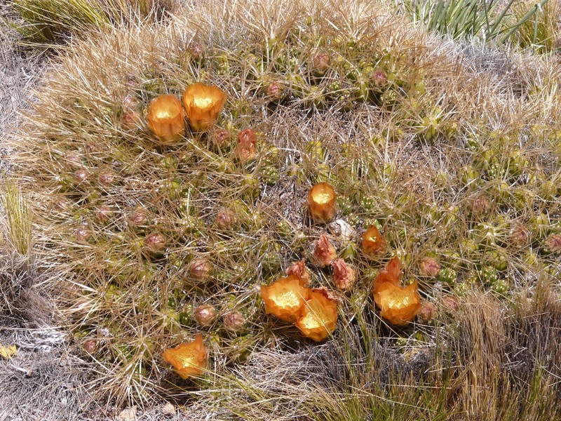 Maihueniopsis platyacantha photo 3