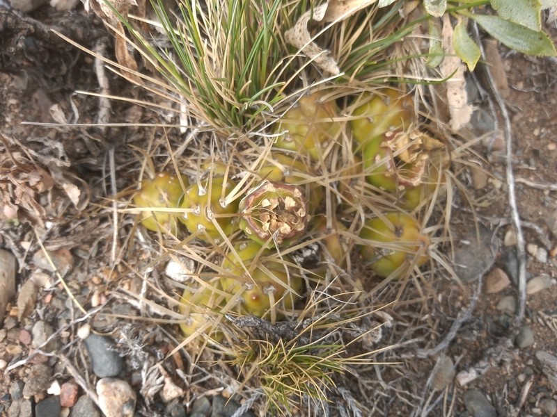 Maihueniopsis platyacantha photo 4