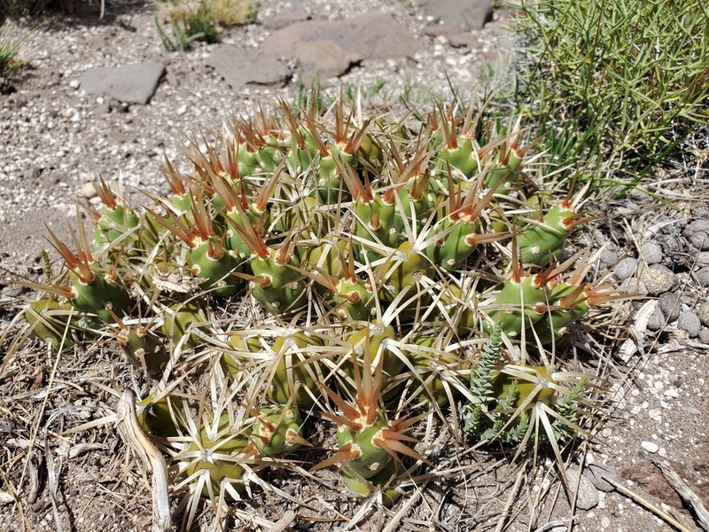 Maihueniopsis platyacantha photo 5