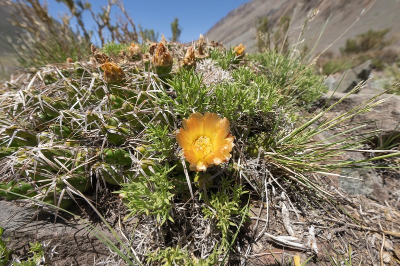 Maihueniopsis platyacantha photo 6