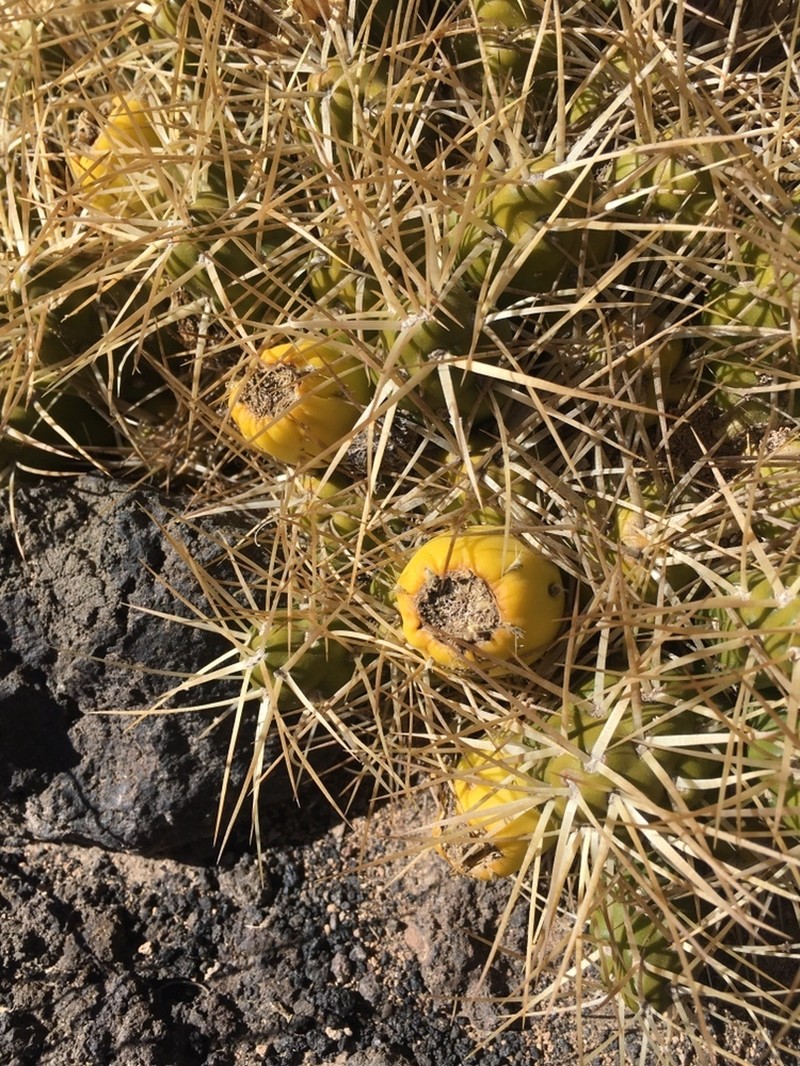 Maihueniopsis platyacantha photo 7