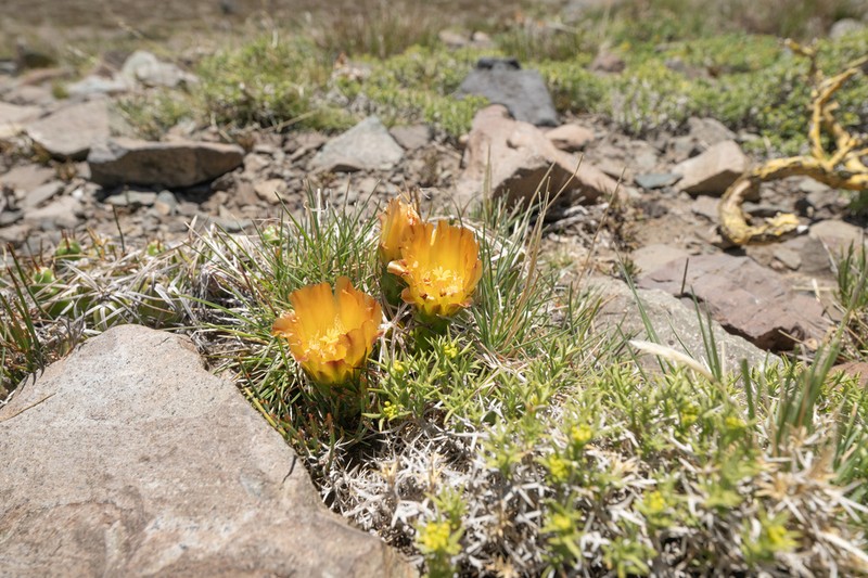 Maihueniopsis platyacantha photo 8