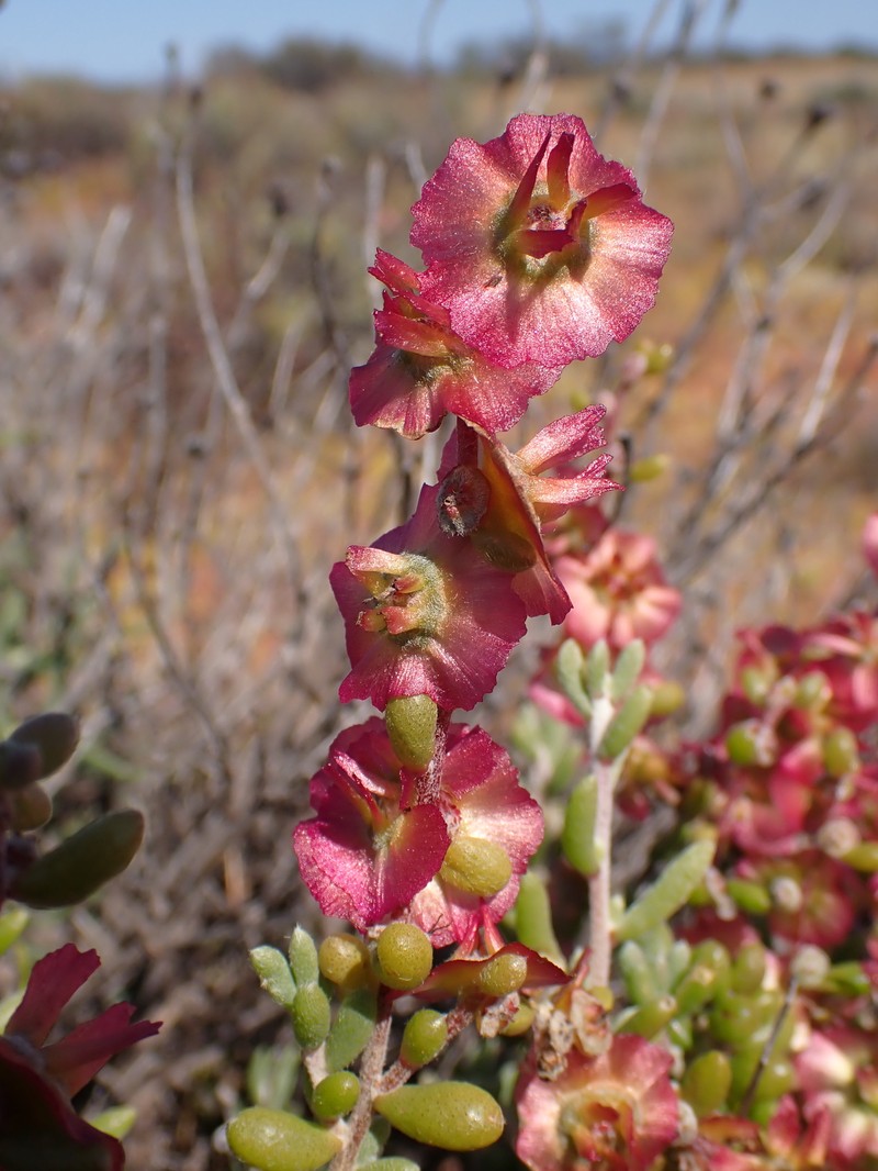 Maireana atkinsiana