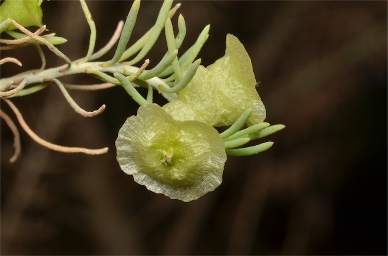 Maireana campanulata