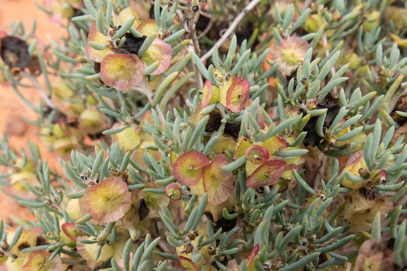 Maireana campanulata photo 2