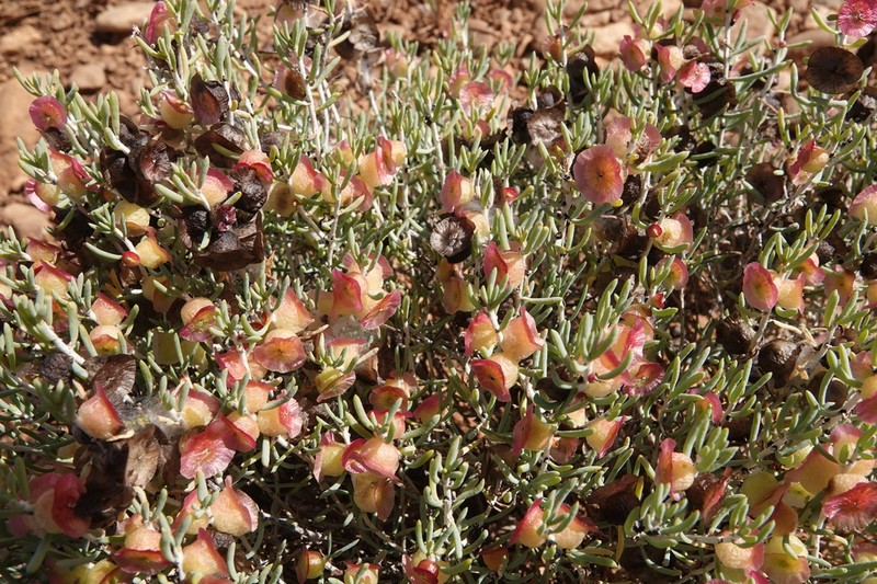 Maireana campanulata photo 3