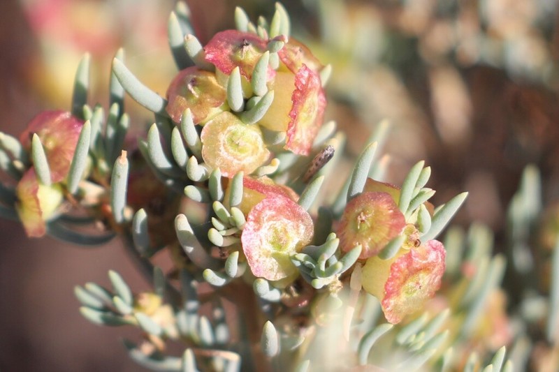 Maireana campanulata photo 6
