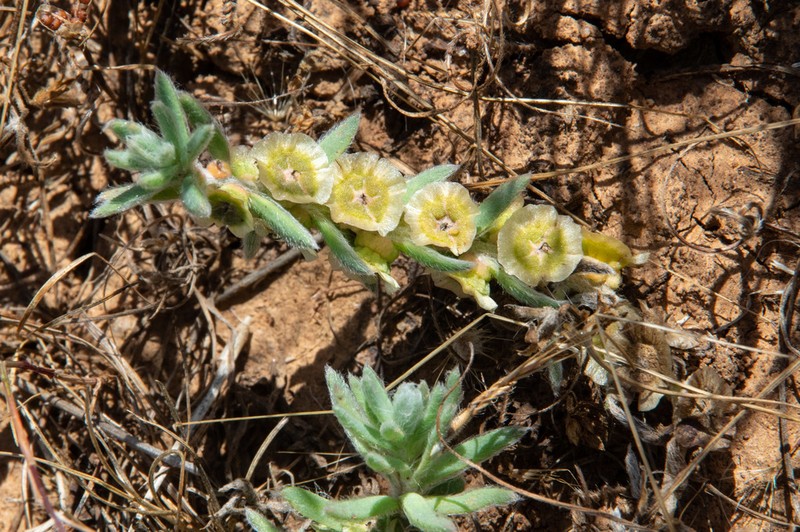 Maireana excavata