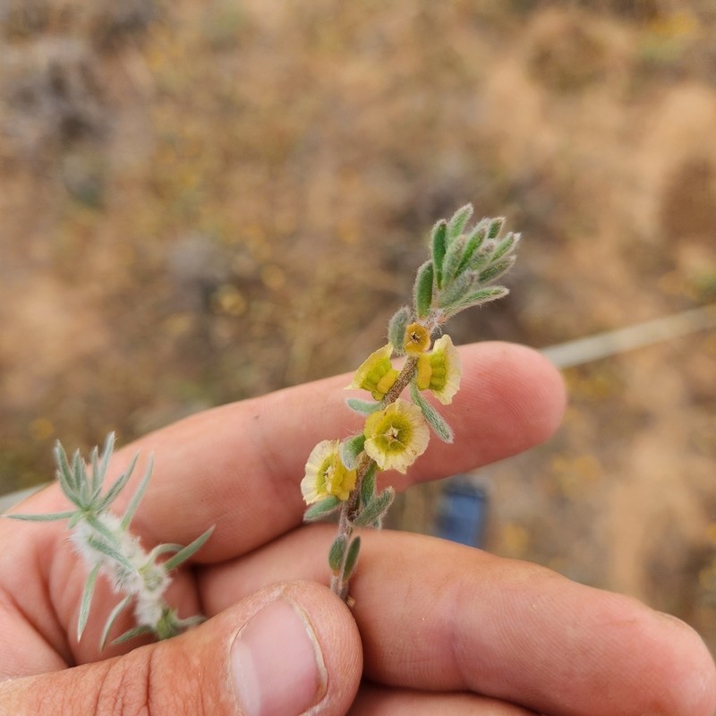 Maireana excavata photo 2