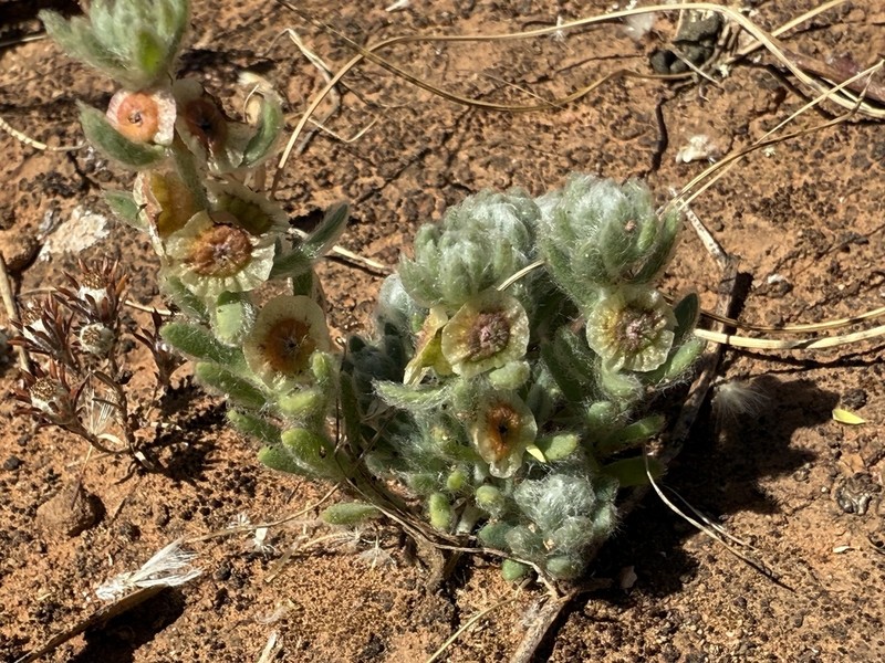 Maireana excavata photo 3