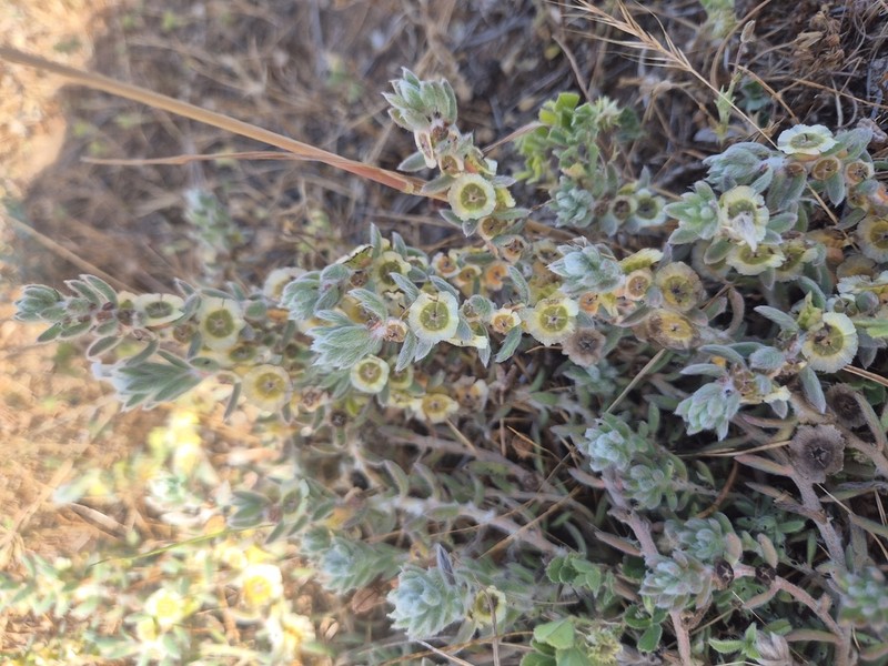 Maireana excavata photo 4
