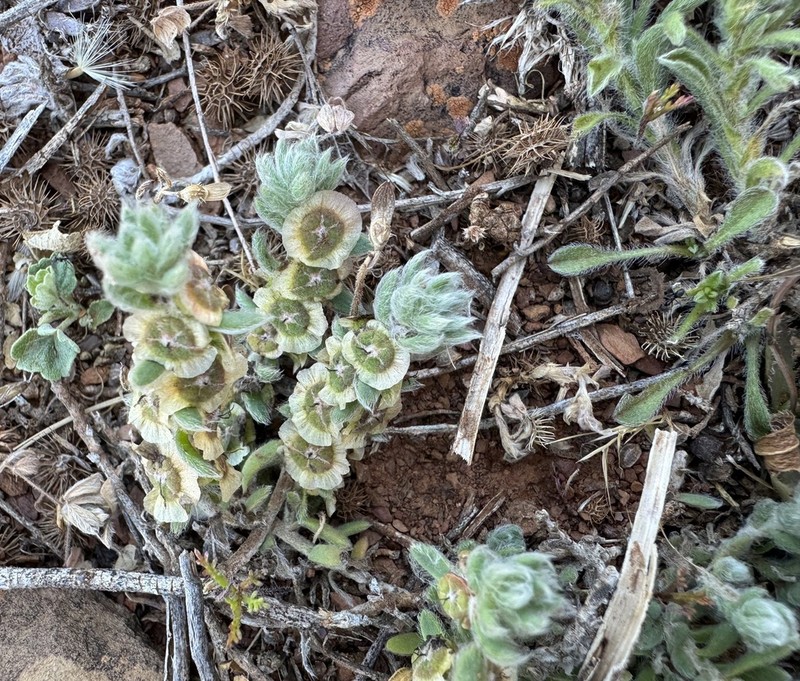 Maireana excavata photo 5