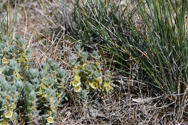 Maireana excavata photo 6