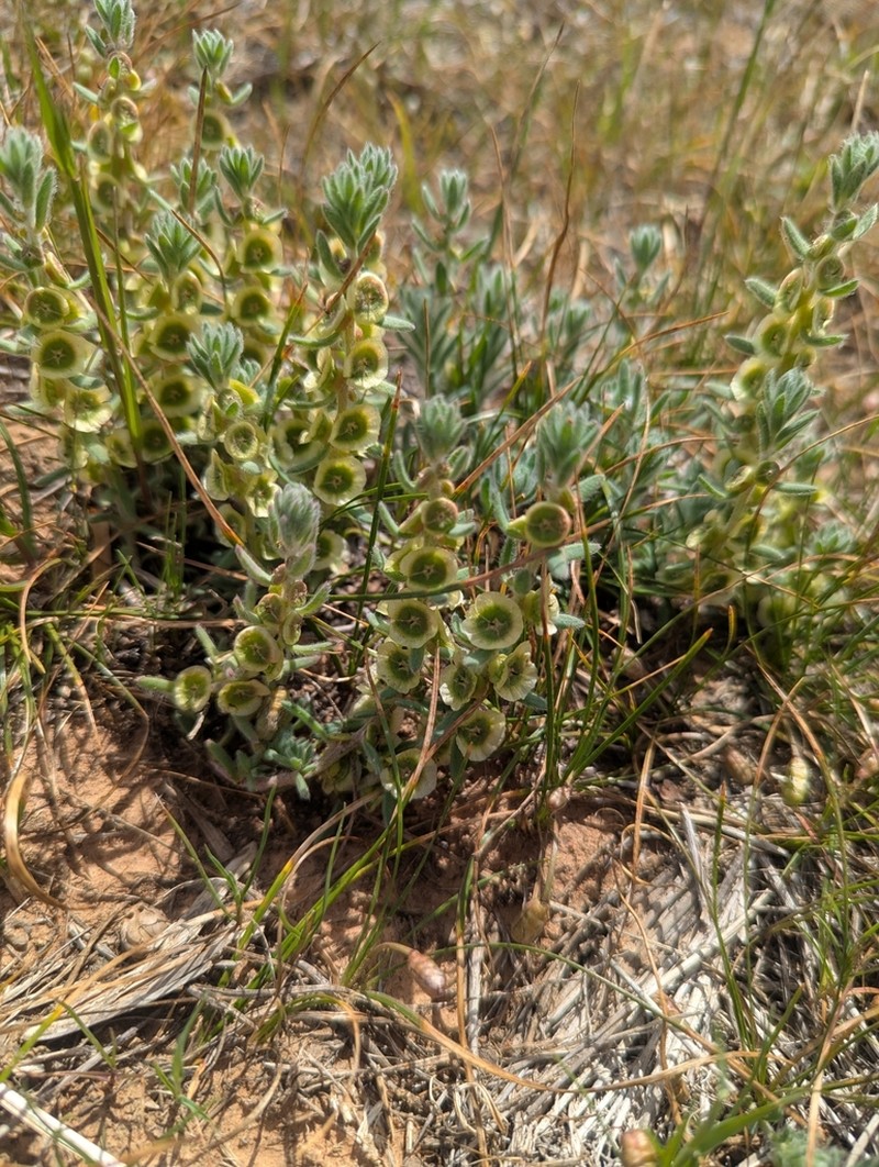 Maireana excavata photo 8