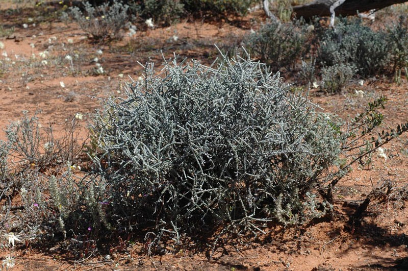 Maireana glomerifolia