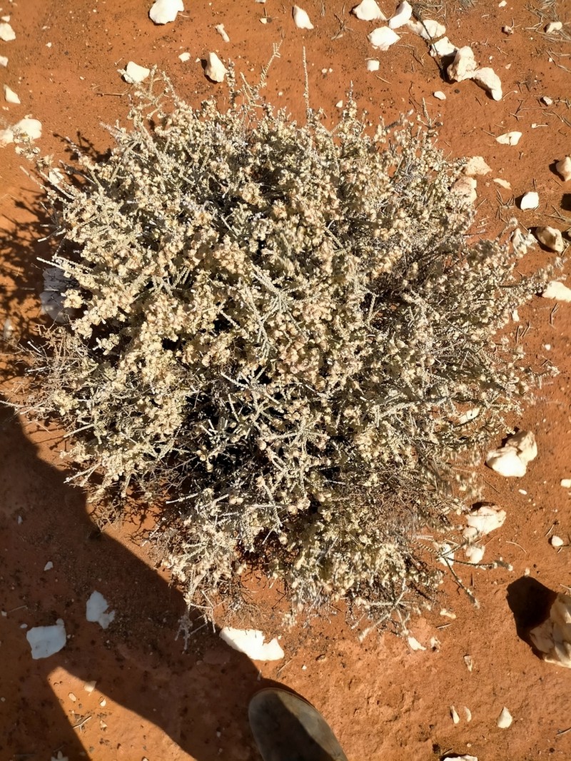 Maireana glomerifolia photo 2
