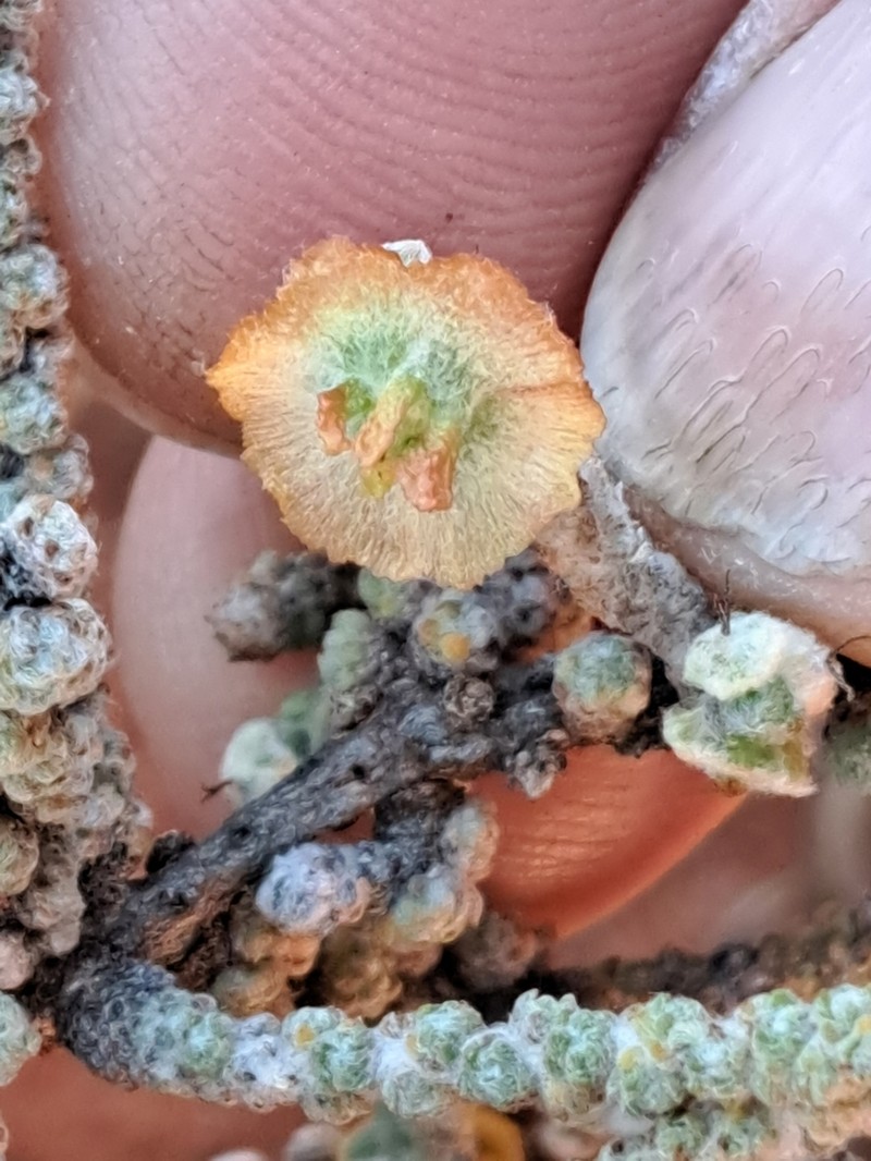 Maireana glomerifolia photo 3