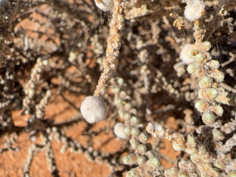 Maireana glomerifolia photo 4