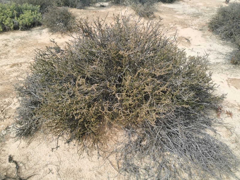 Maireana glomerifolia photo 5