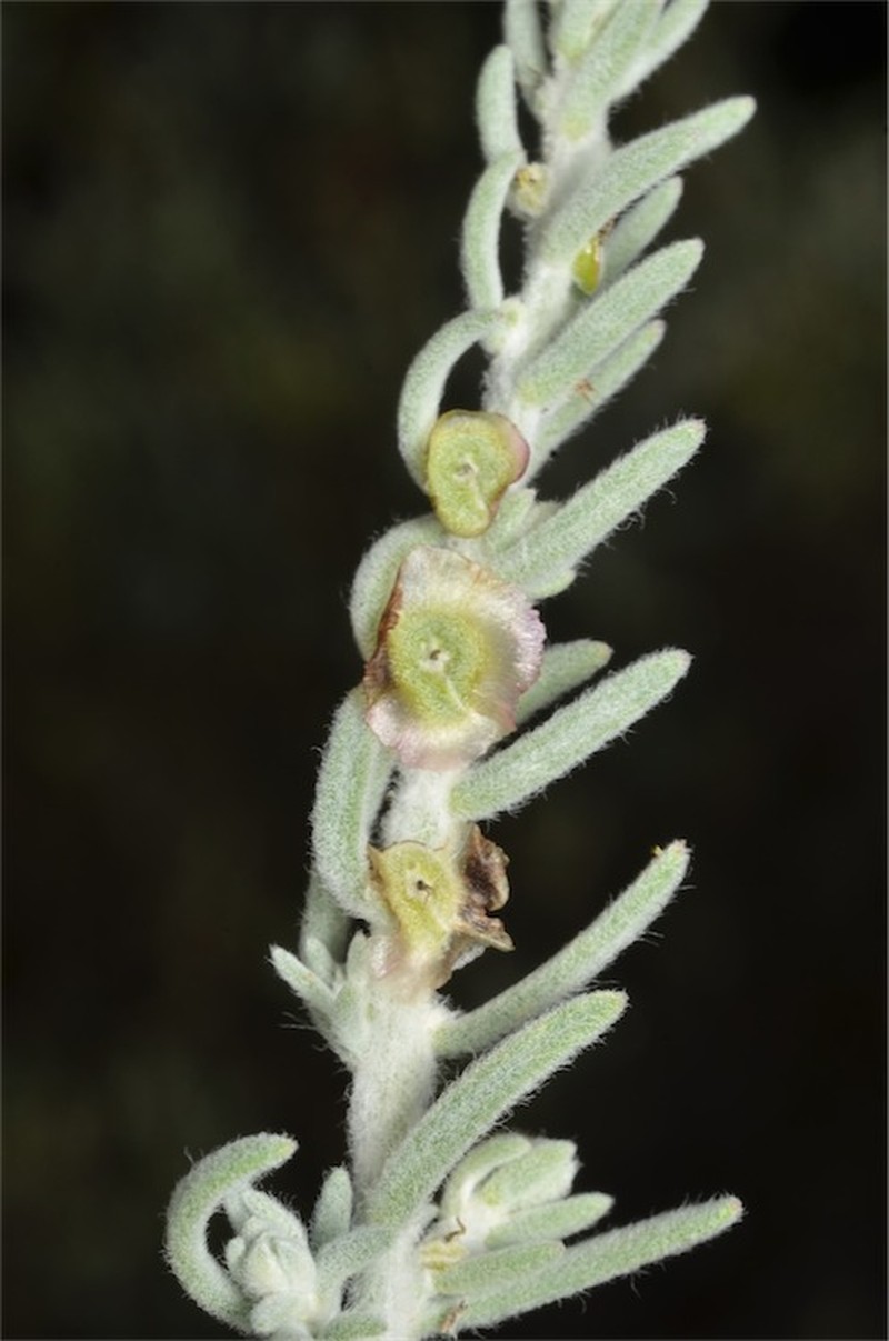 Maireana integra