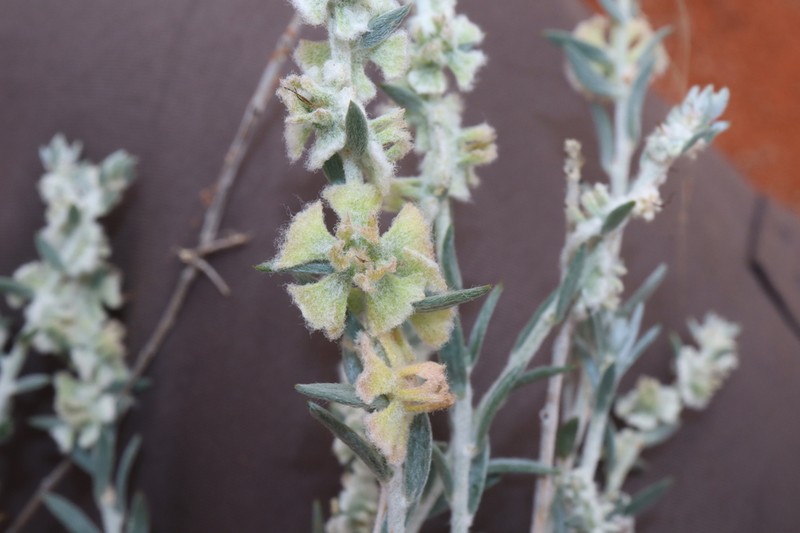 Maireana lobiflora