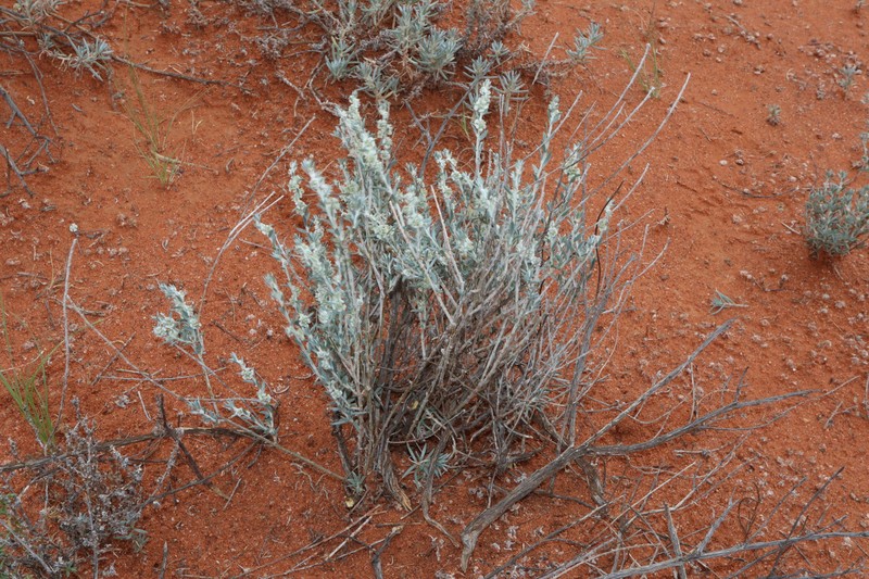 Maireana lobiflora photo 2