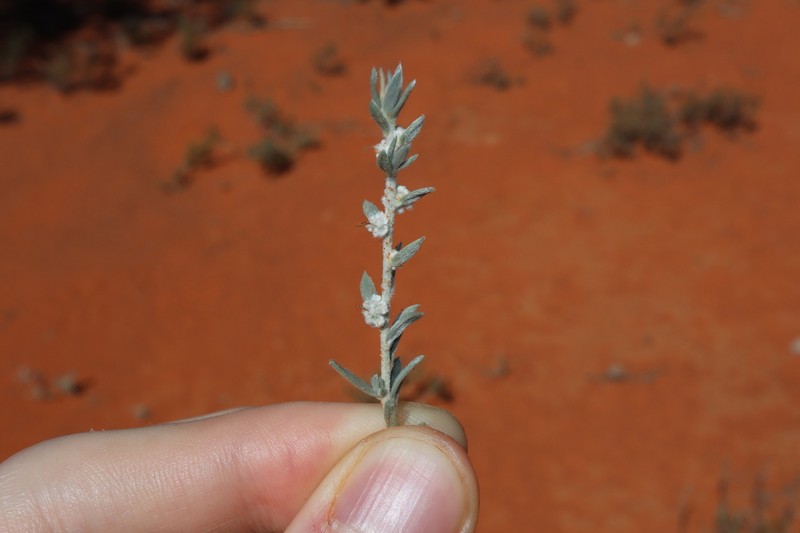 Maireana lobiflora photo 4
