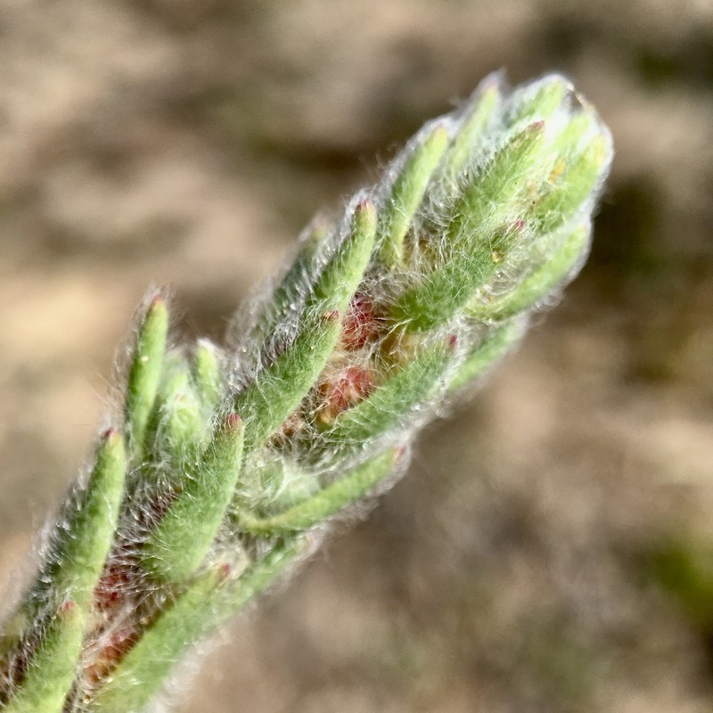 Maireana lobiflora photo 5