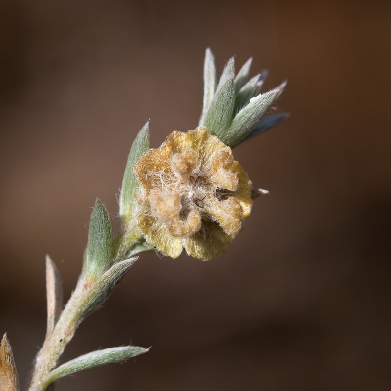 Maireana lobiflora photo 6