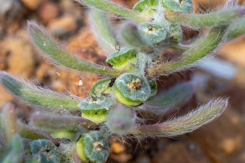 Maireana marginata