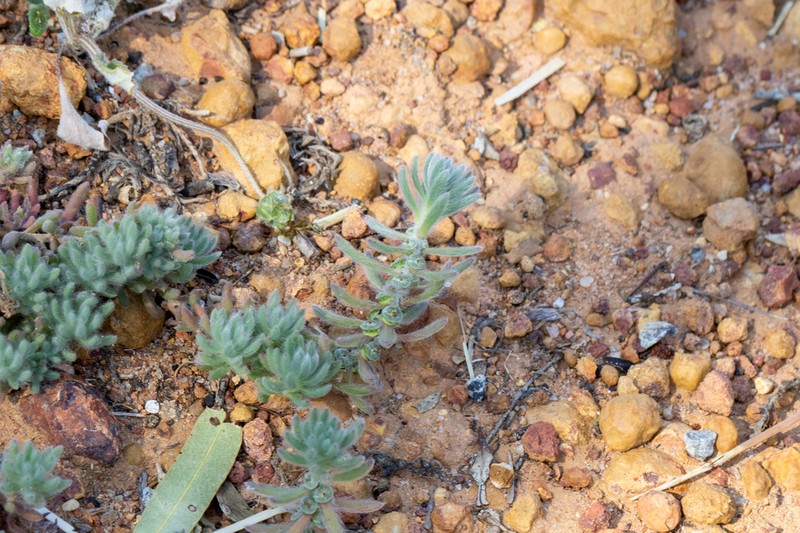 Maireana marginata photo 2
