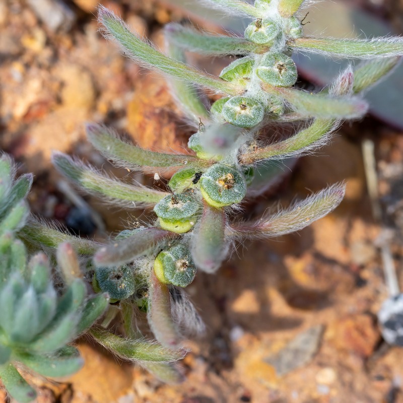 Maireana marginata photo 3
