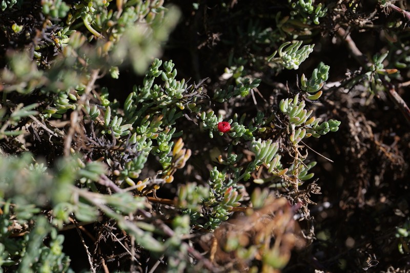 Maireana marginata photo 5