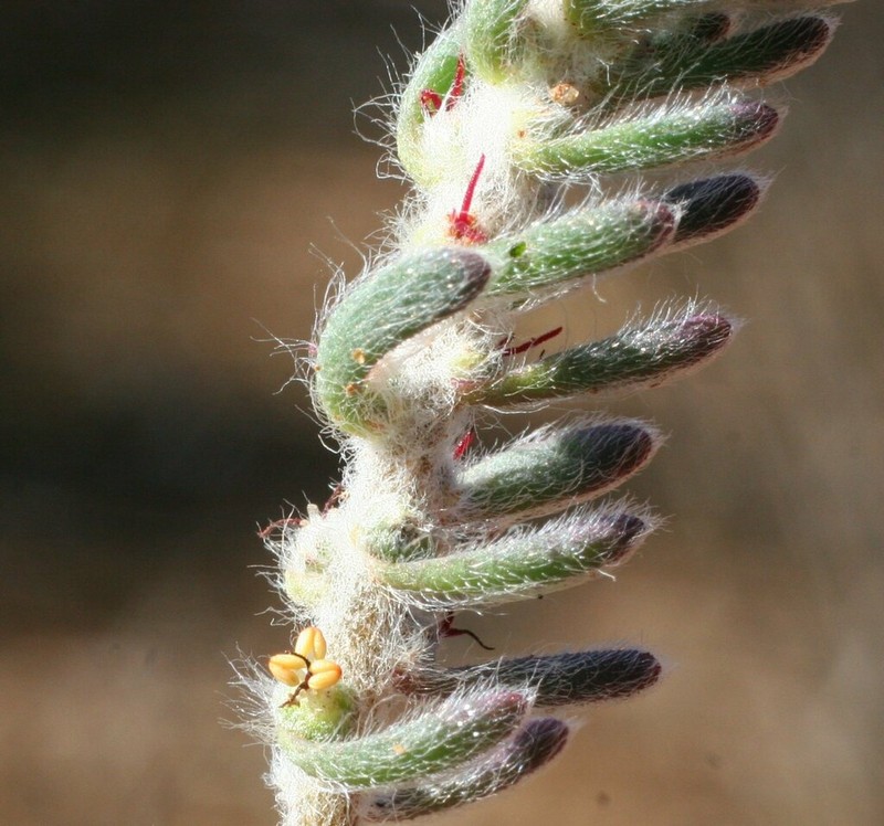 Maireana marginata photo 6