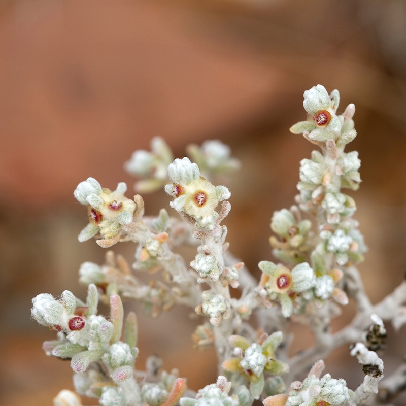 Maireana melanocarpa photo 2
