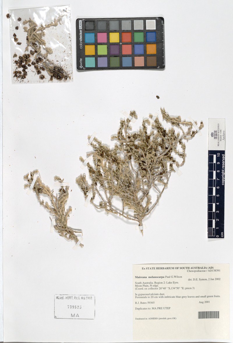 Maireana melanocarpa photo 7