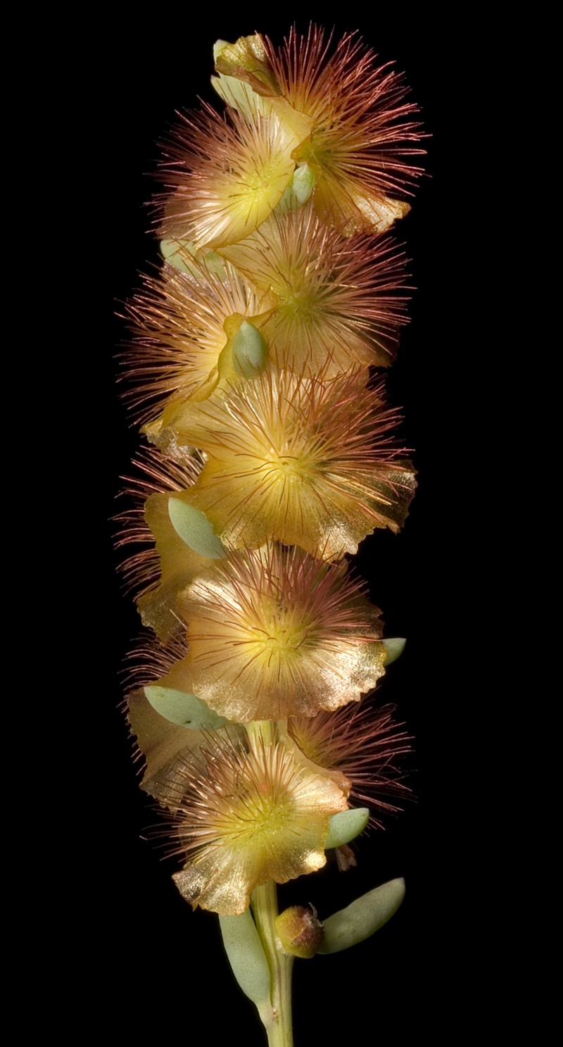 Maireana melanocoma