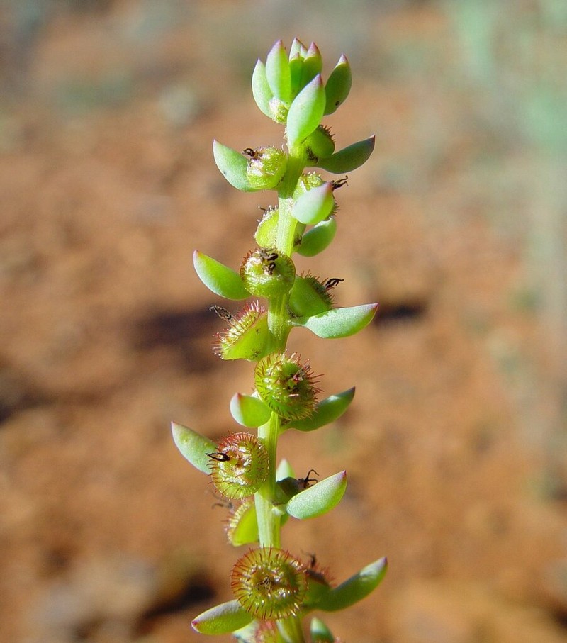 Maireana melanocoma photo 5