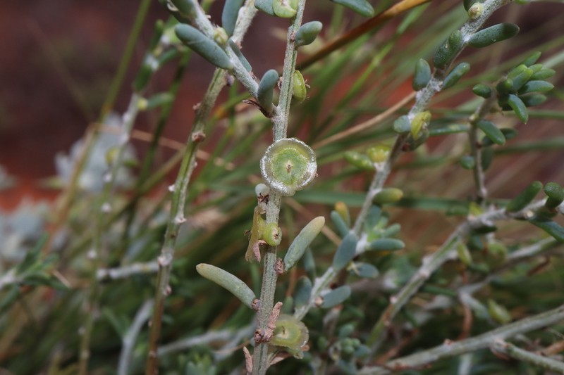 Maireana microcarpa