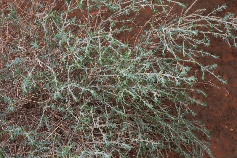Maireana microcarpa photo 2