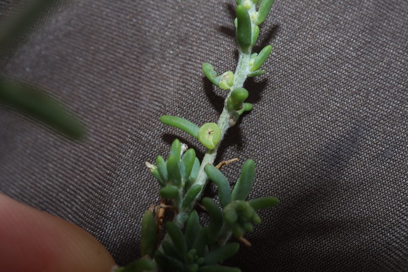 Maireana microcarpa photo 3