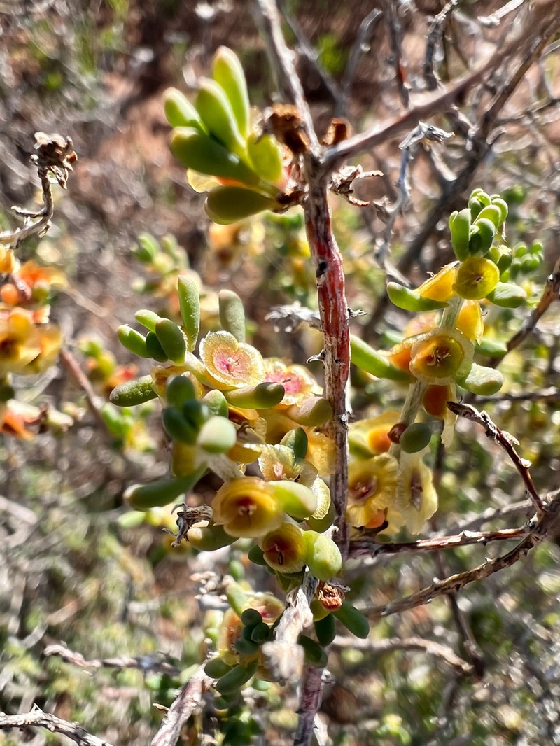 Maireana microcarpa photo 4
