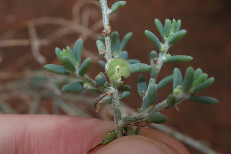 Maireana microcarpa photo 5