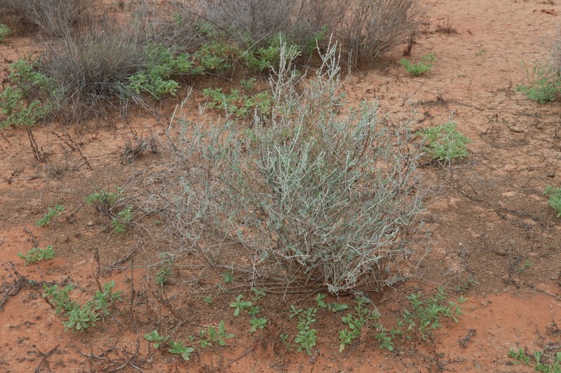 Maireana microcarpa photo 6